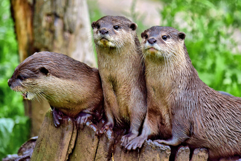 The critically endangered (CITES Appendix 1 listed) Asian or Oriental small-clawed otter (Aonyx cinereus). The smallest of the worlds thirteen otter species, found mostly in riverine environments and mangrove swamp shorelines through South and South East Asia.