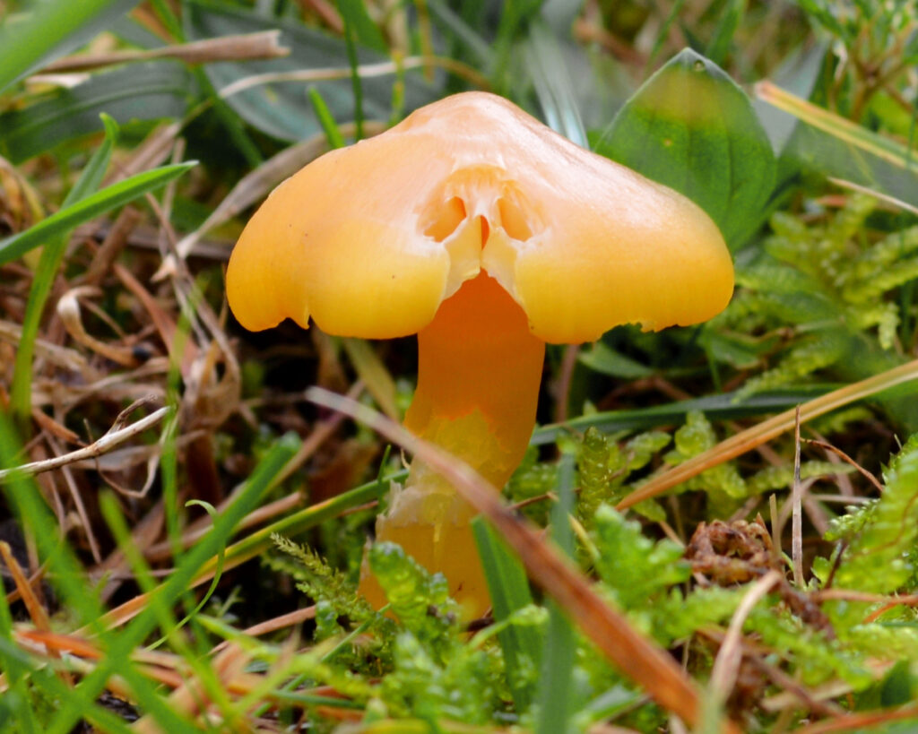 Golden Waxcap - hygrocybe chlorophana. this strikingly bright fungi is found in short grassy areas.