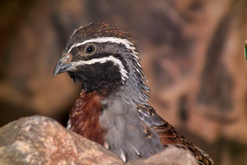Madagascar Partridge (Margaroperdix madagarensis), endemic to Madagascar and latterly introduced to Reunion and Mauritius.