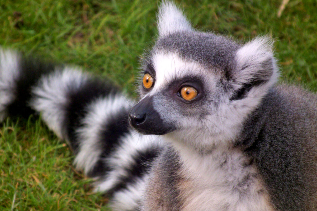 The critically endangered, CITES Appendix 1 listed Ringtailed Lemur. Endemic to Madagascar.  These strikingly beautiful lemurs are threatened primarily by destruction of their habitat, poaching (for bush meat) and the illegal pet trade.