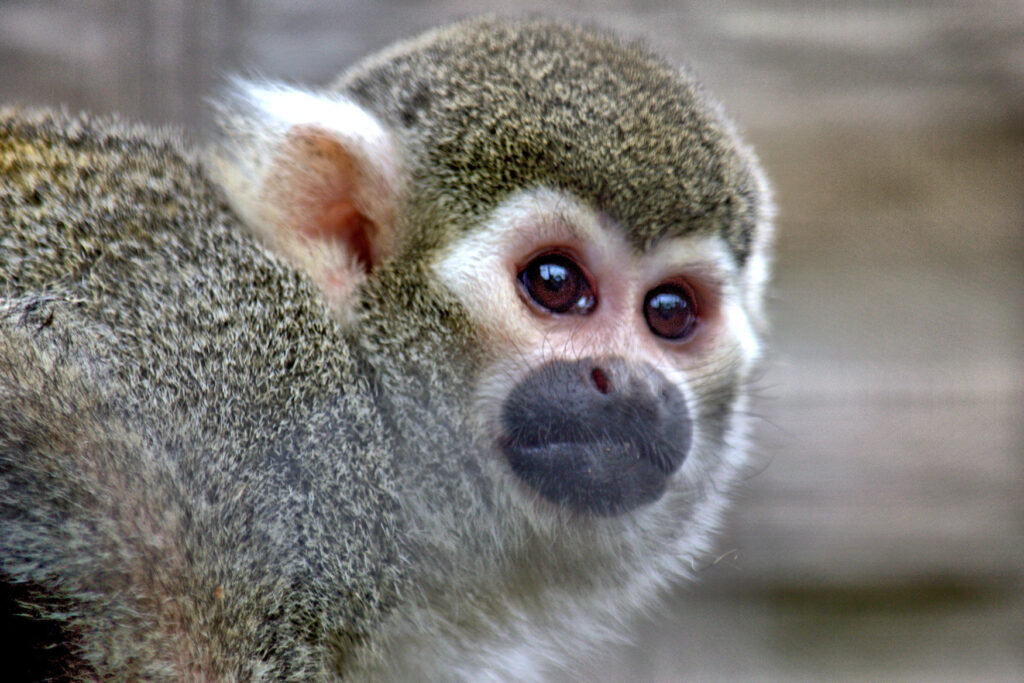 These New World Squirrel Monkeys are found exclusively in Central and South America.