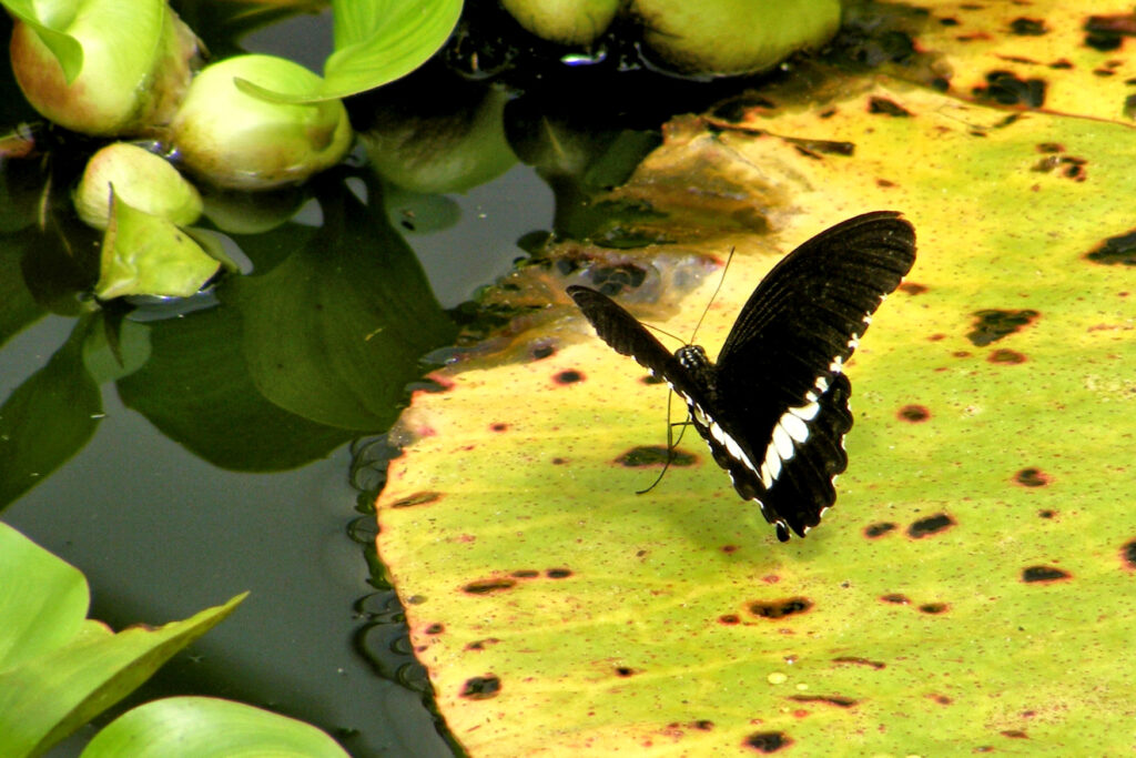 South East asia has an abundant variety of Swallow Tail Butterflies, often seen in solitude or pairs.