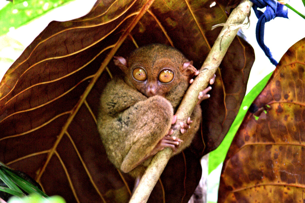 The Philippine Tarsier is listed as endangered on the Appendix 11 list of CITES. Found on the Philippines islands of Bohol - where an extensive work of research and preservation has taken place, since 1996, at the Philippine Tarsier Foundation - Samar and Leyyte.