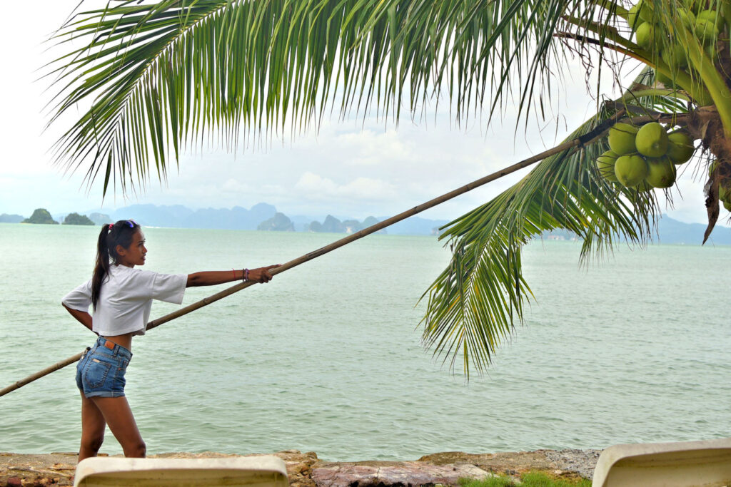 These Nam Hom dwarf palms produce green coconut, excellent for drinking, and low to the ground for easy harvest.