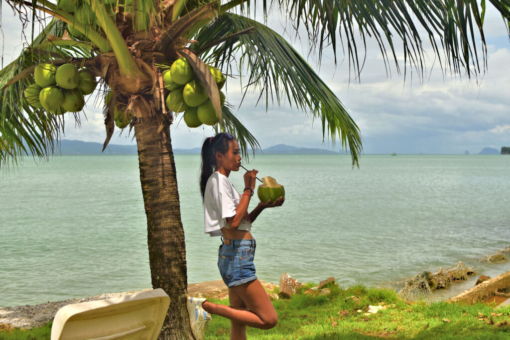 Often found next to estuarine river banks or mangrove swamps, these heavily fruiting Nam Hon palms are a favorite for drinking from in Southern Thailand.