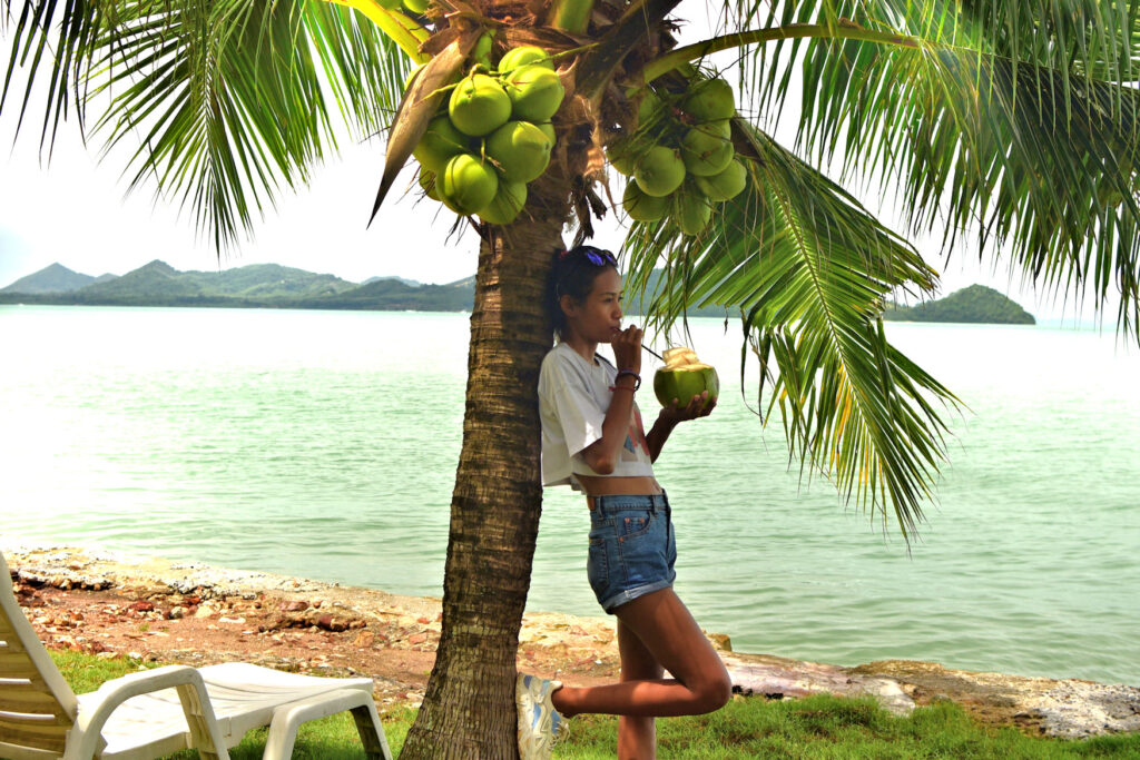 Nom Han Dwarf Coconut trees in Thailand are a regular and refreshing source of both shade and drink.